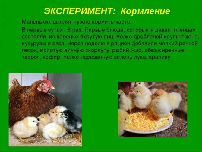 Что в корме кур играет самую важную роль: подсказки начинающему птицеводу — agroxxi