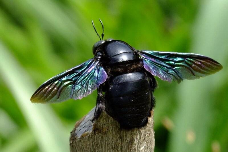 Чела плотник - черная пчела с фиолетовыми крыльями