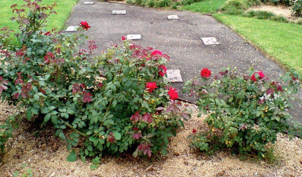 Материалы для мульчирования садовых роз (органические и неорганические)