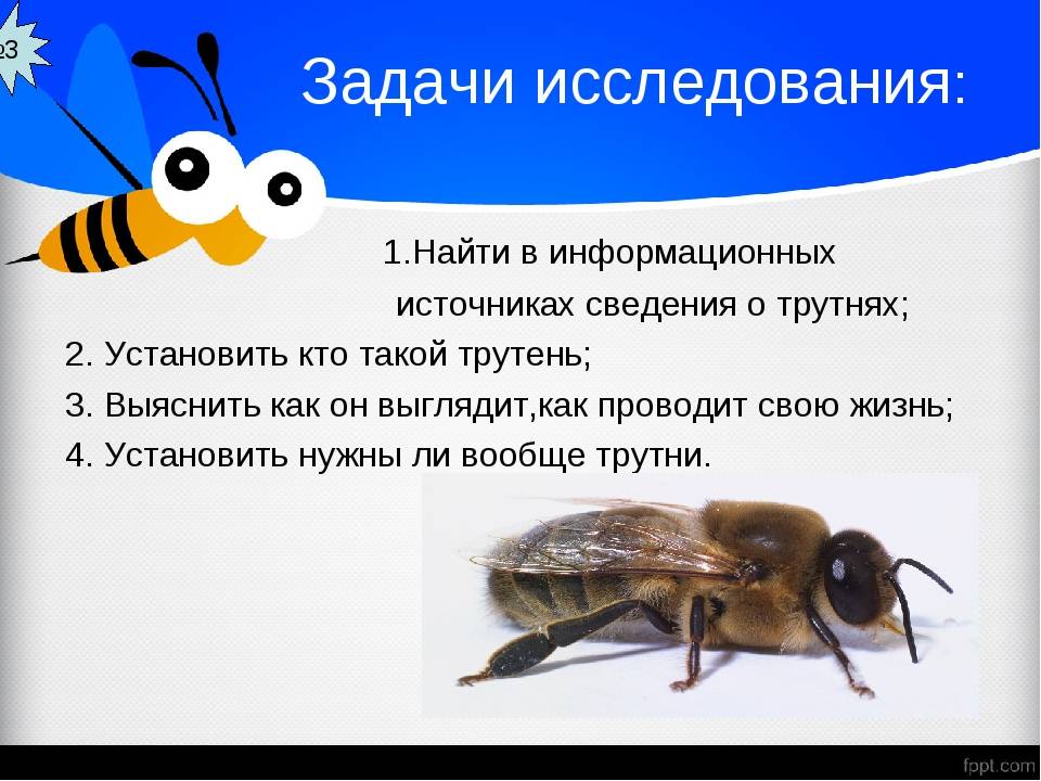 Трутень — это пчела мужского рода