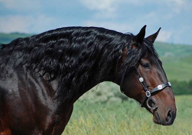 Всё о карачаевской породе лошадей: происхождение, характер и использование