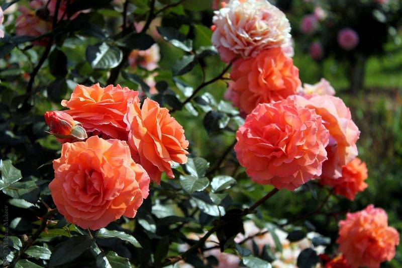 Розы шрабы: что это такое, отличительные черты и сорта