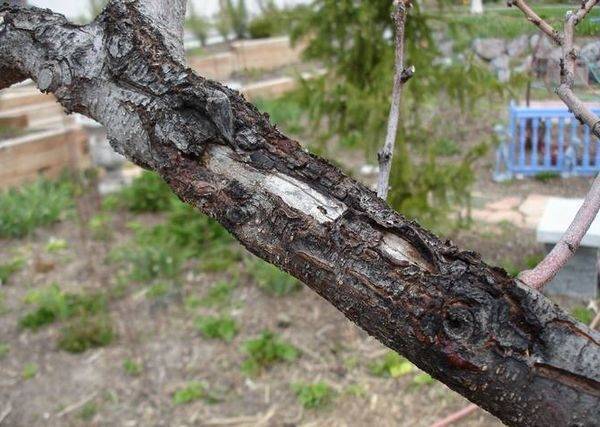 Лечение ран на стволах и ветвях плодовых деревьев