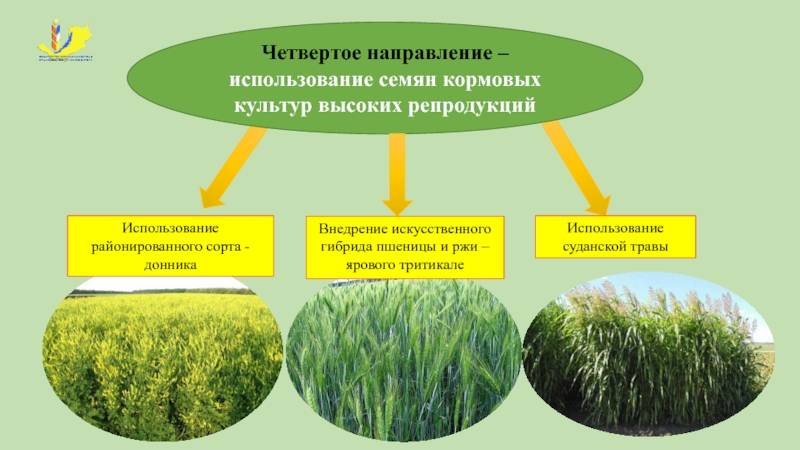 Биолого-экологические особенности и агротехнология суданской травы на семена в условиях бессоновского района