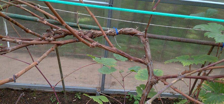 Как сохранить саженцы винограда зимой, если на них еще не вызрела лоза?