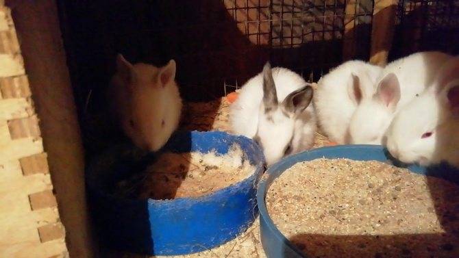 Как выкормить новорожденных крольчат без крольчихи: искусственное вскармливание