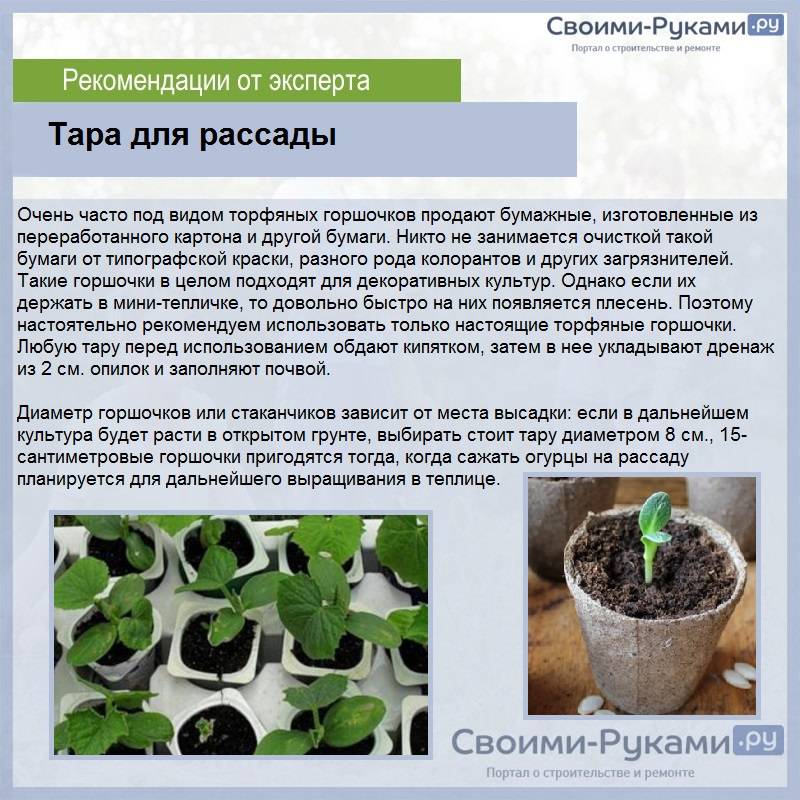 ᐉ как выращивать рассаду огурцов в торфяных горшочках? - ogorod-u-doma.ru