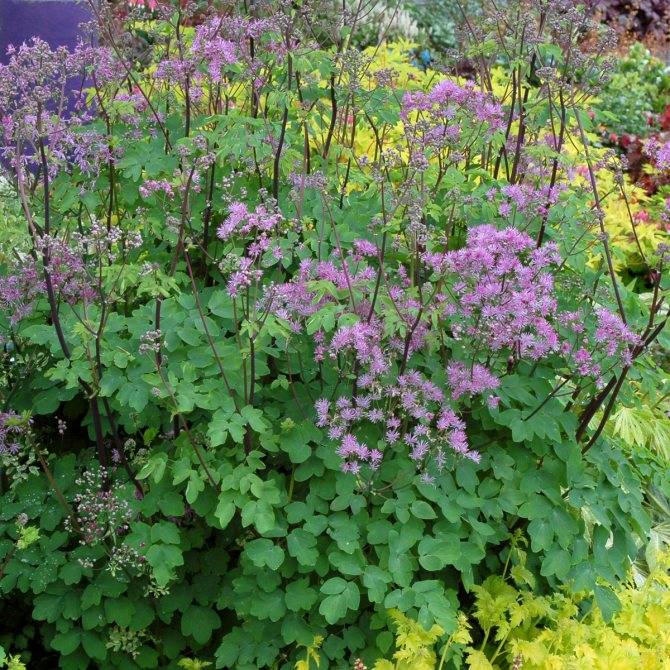 Василистник делавея — очаровательное украшение сада: выращивание и использование в дизайне
