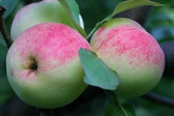 Сорт яблони подарок садоводам характеристика агротехника выращивания