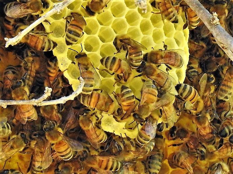 Чем дикий мед отличается от обычного - тестостерон