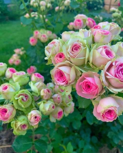 Нюансы посадки и уход за сортовой плетистой розой эден роуз: техника выращивания