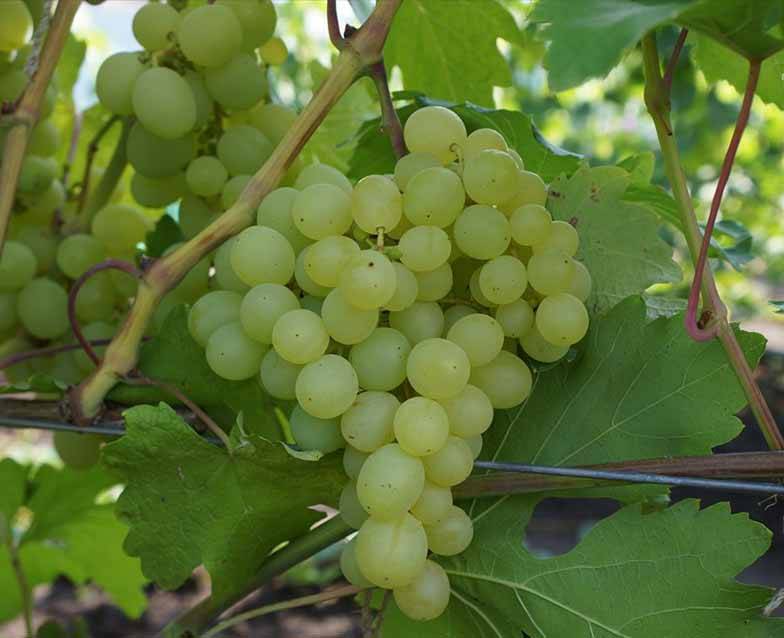Виноград кеша (супер кеша-1 и 2) описание сорта, уход и выращивание