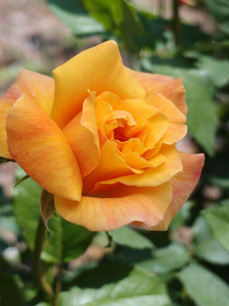 Цвет чайной розы это какой - pocketflowers.ru