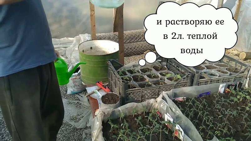 Янтарная кислота для помидор и огурцов: как удобрять? дозировка на ведро воды, фото, полив, как разводить (инструкция по применению)