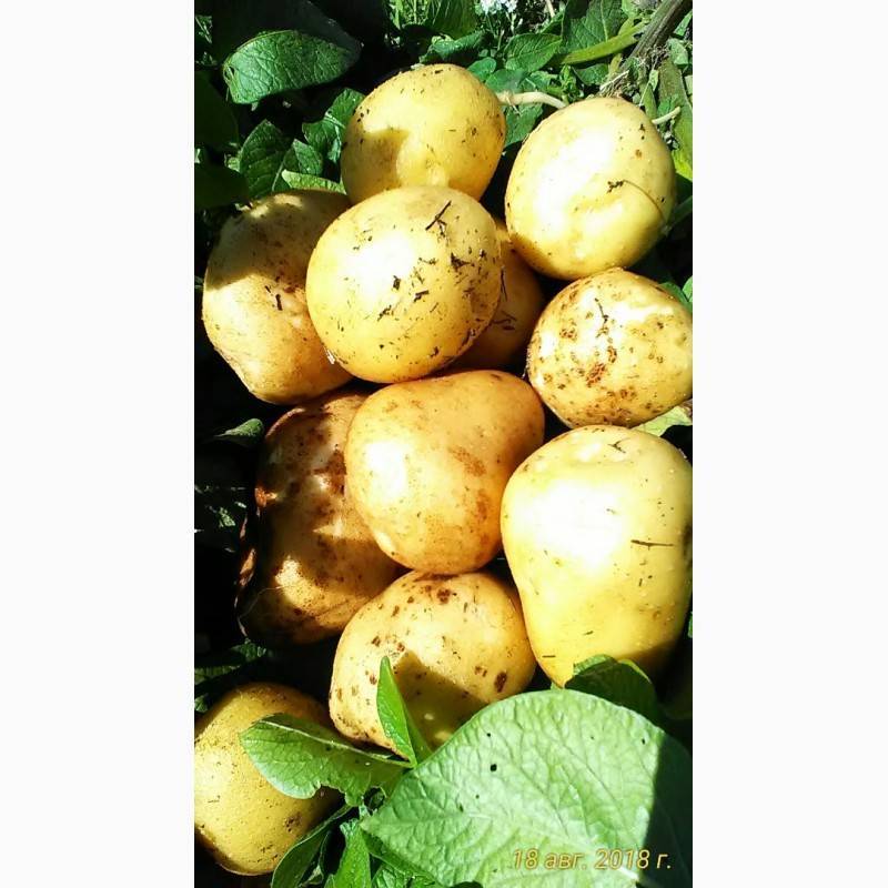 О картофеле лаура: описание семенного сорта, характеристики, агротехника