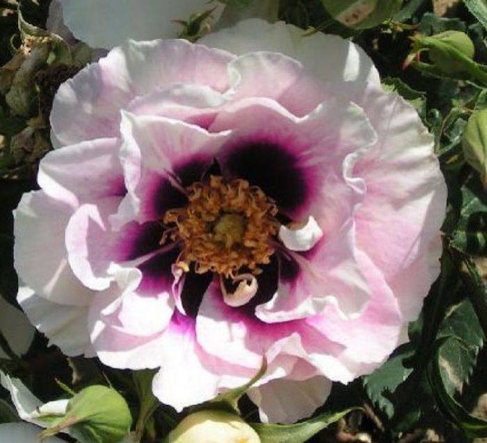 Гибридная роза eyes for you (айс фо ю): описание сорта, фото в саду