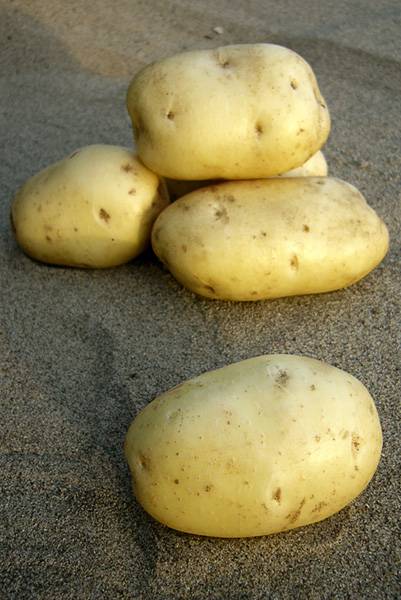 ✅ фелокс: описание семенного сорта картофеля, характеристики, агротехника