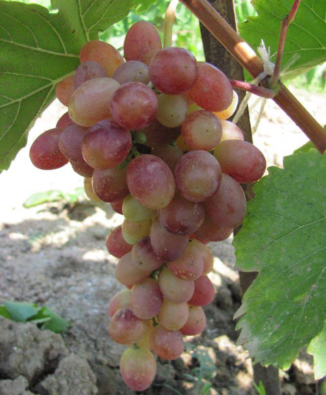 Виноград тасон описание сорта и его особенностей, фото и отзывы