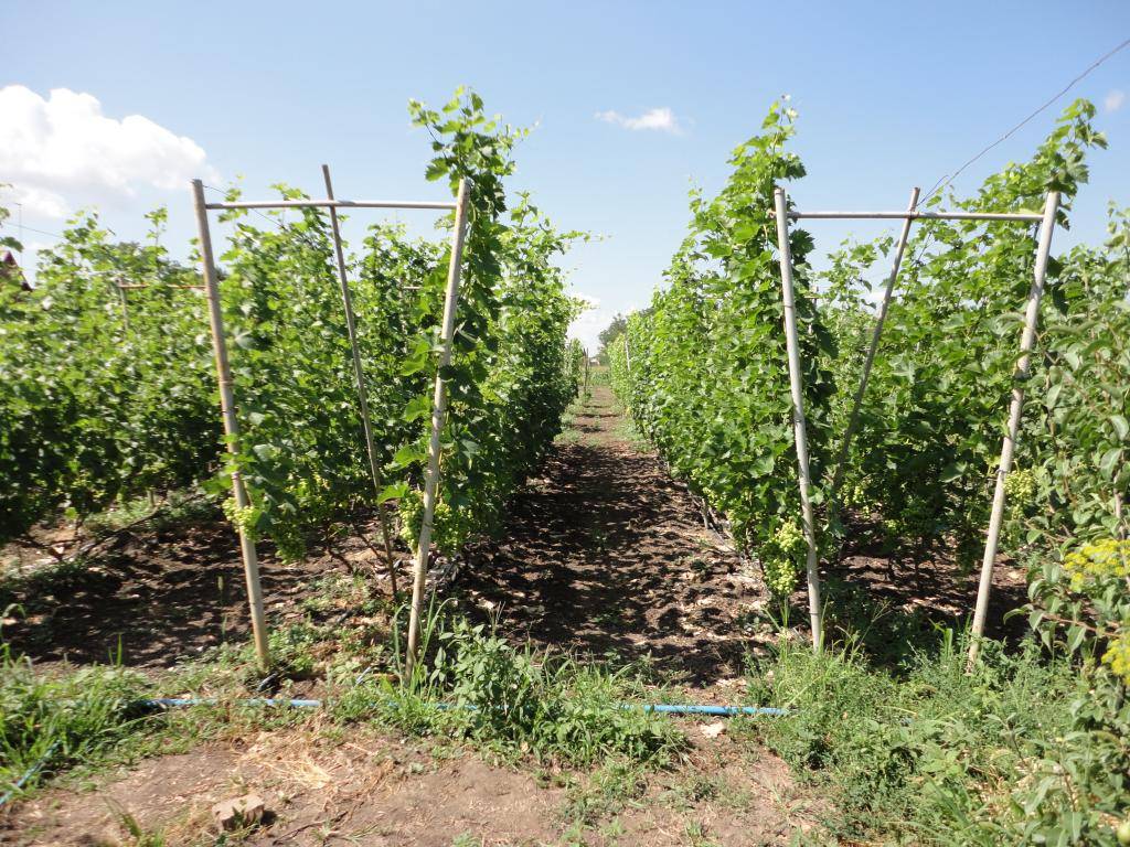 Виды и правильные размеры опор для винограда с фото