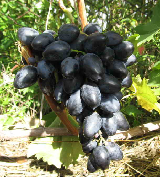 Виноград надежда азос - описание сорта, фото, отзывы