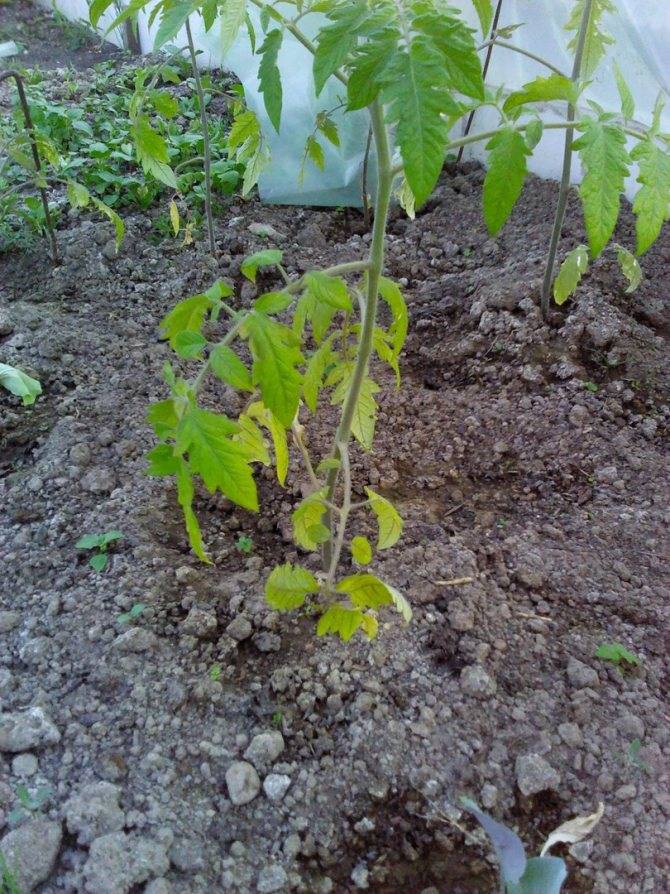 Почему желтеют листья у помидор в теплице, что делать с пожелтевшей рассадой