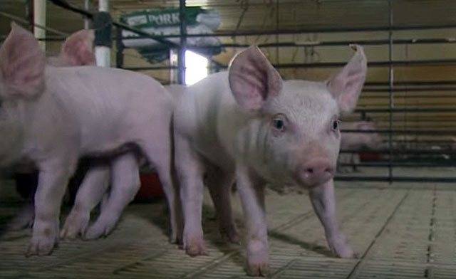 Опасное заболевание рожа у свиней: симптомы и лечение