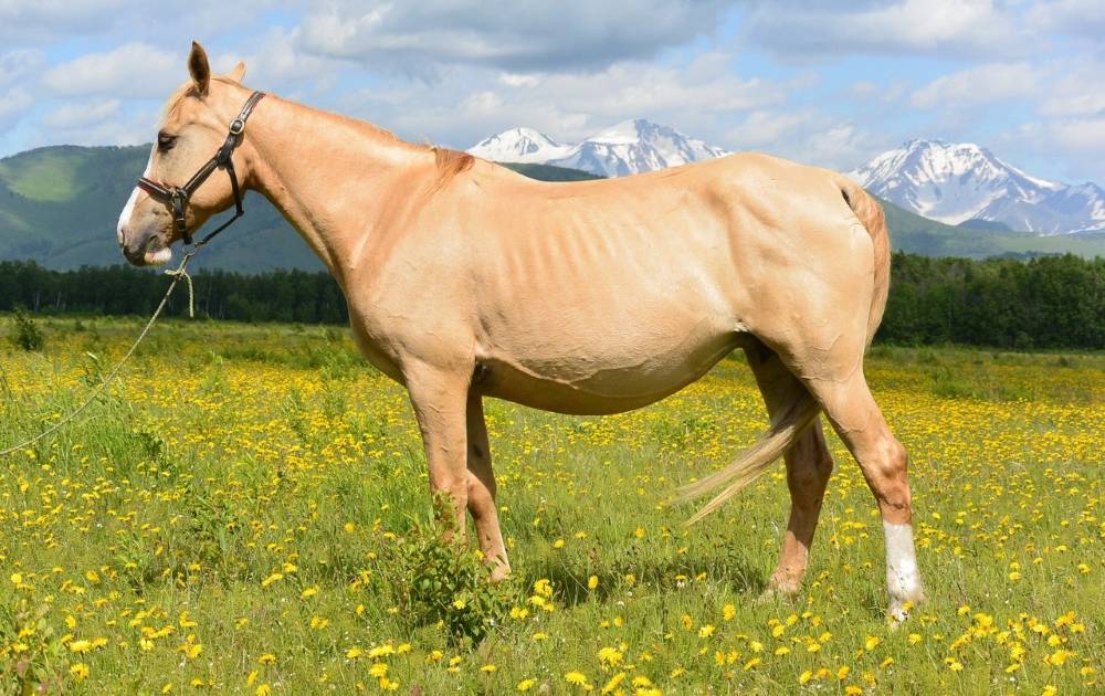 Каурая масть лошади: какой это цвет, описание, породы, фото