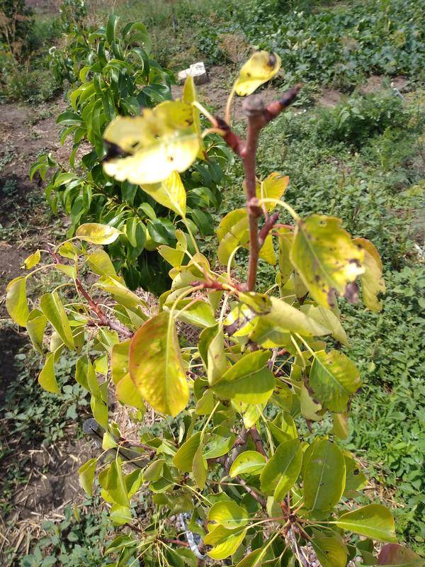 У яблони в июне желтеют листья: что делать и почему это происходит — руководство для садоводов - шумерля