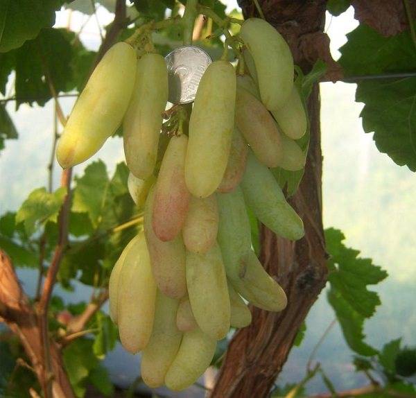 Виноград дамские пальчики описание сорта хусайне белый, характеристика, особенности выращивания
