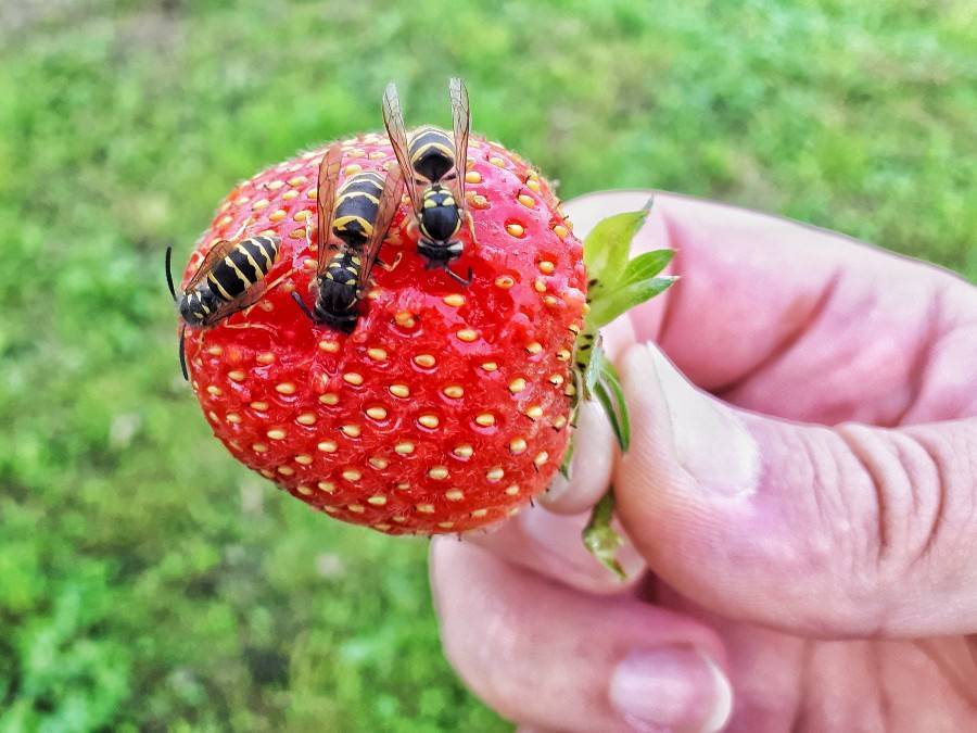 Что делать, если осы едят клубнику и малину, как избавиться от ос и спасти ягоды
