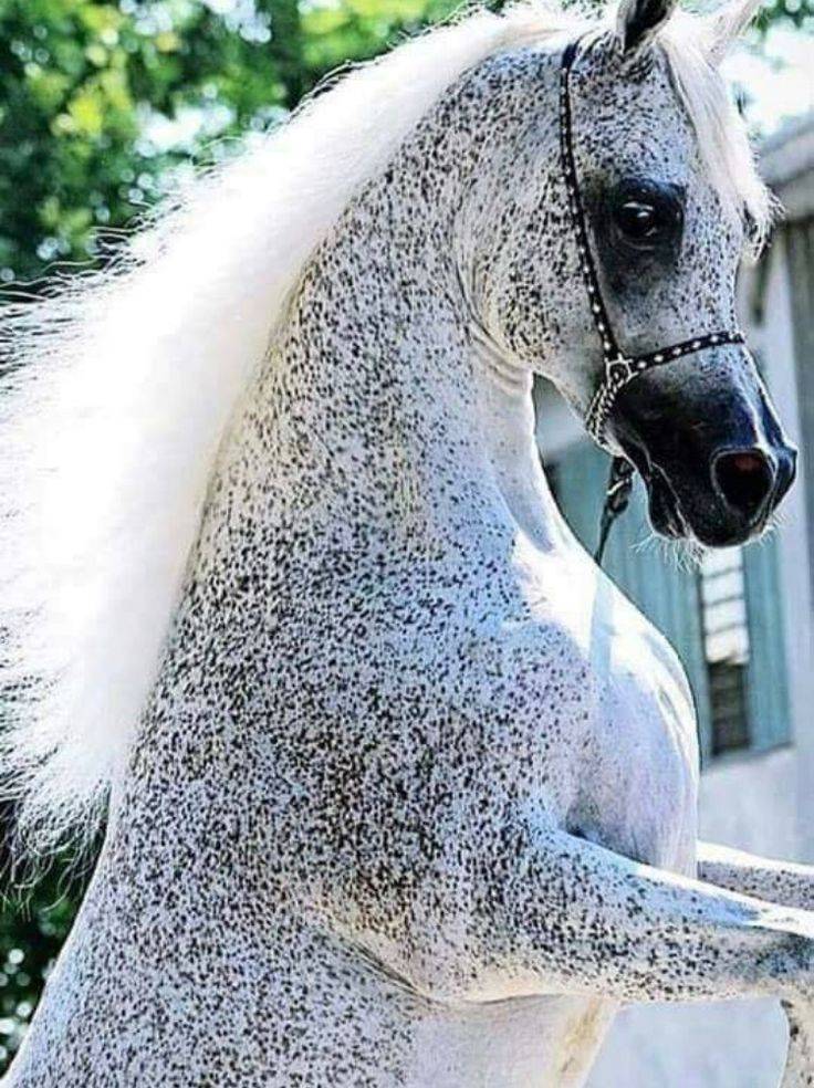 Необычный рейтинг самых красивых пород лошадей на 2021 год