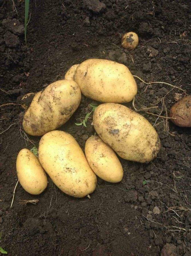 Картофель елизавета: характеристика сорта, вкусовые качества, посадка и уход