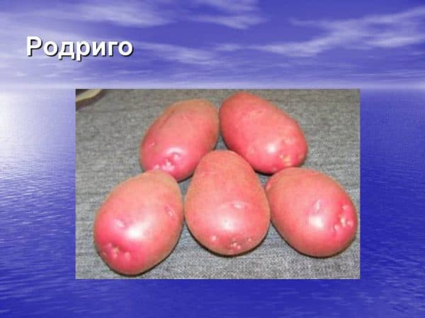 Картофель родриго: описание и особенности выращивания сорта
