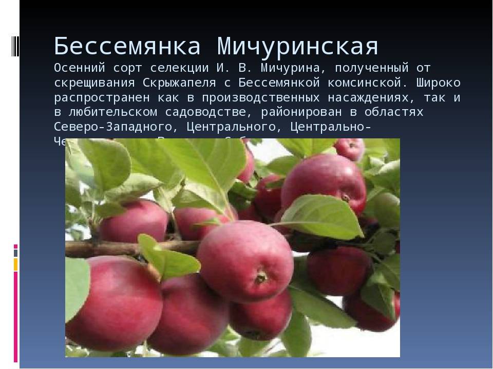 Яблоня бессемянка мичуринская: описание, фото, отзывы | tele4n.net