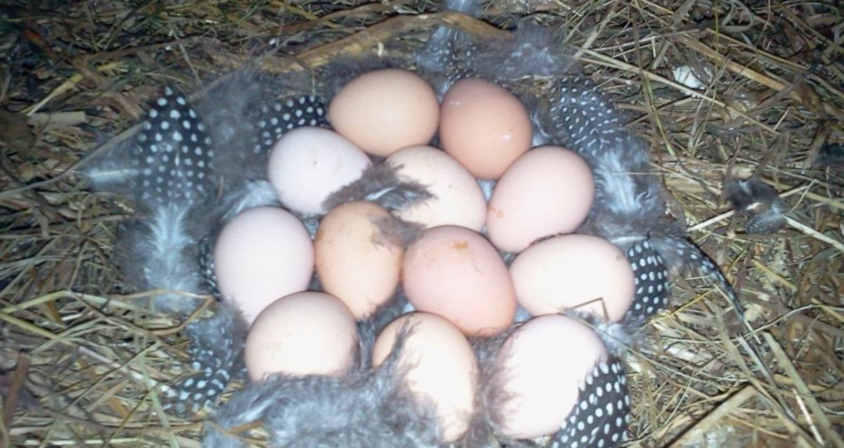 Яйца цесарки: описание, как выглядят, польза и вред — selok.info
