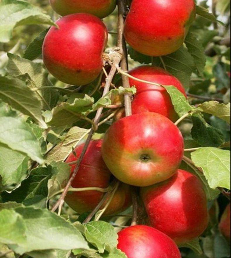 ✅ колоновидная яблоня останкино: описание и характеристика сорта, особенности посадки и ухода, фото - tehnoyug.com