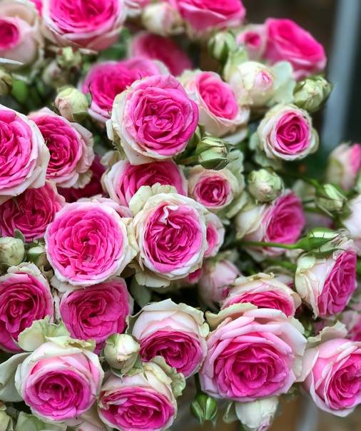 О розе Mimi Eden: описание и характеристики сорта, уход и выращивание