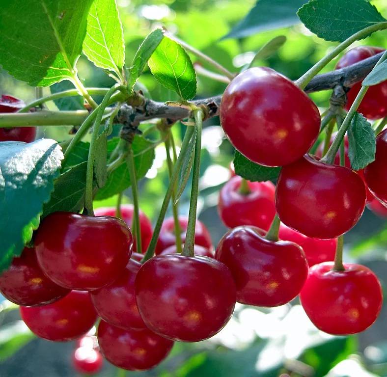 Сорта вишни для сибири - садоводство