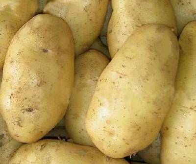 Картофель "тоскана": описание сорта и фото материалы, характеристики и питательная ценность корнеплода русский фермер