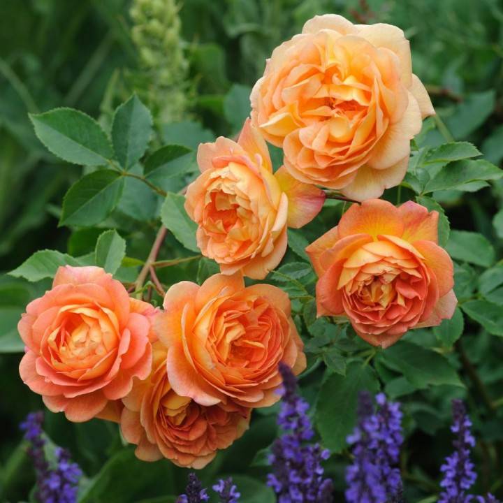 О розе леди оф шалот (lady of shalott): выращивание сортовой розы остина