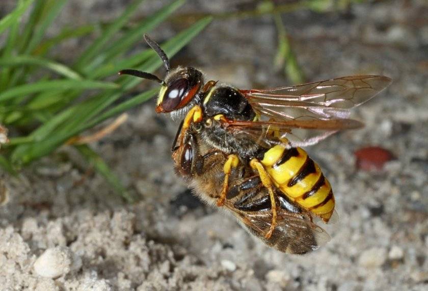 Чем отличаются укусы пчелы и осы. чем осы отличаются от пчел? как отличить пчелу от осы