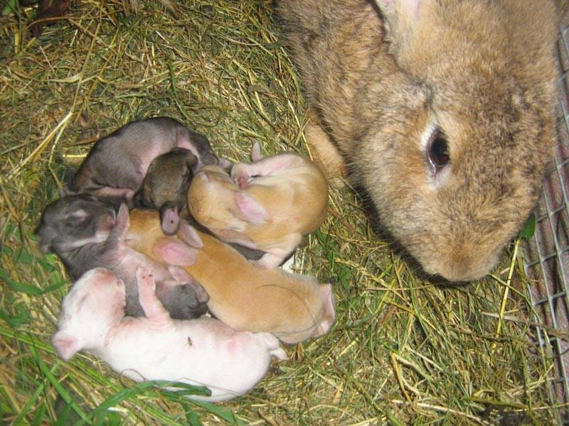 Почему крольчиха не беременеет, вызиваем охоту у кролика