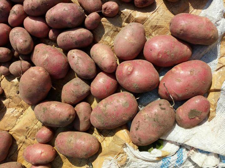 Удача: описание семенного сорта картофеля, характеристики, агротехника
