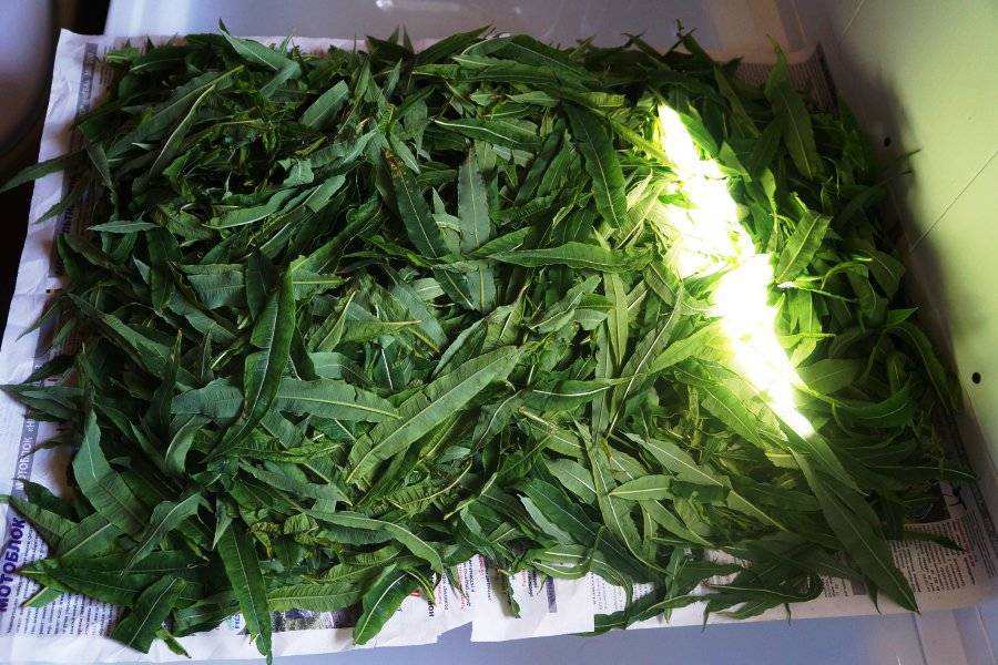 Лекарственный сорняк пырей: заготовка и сушка травы
