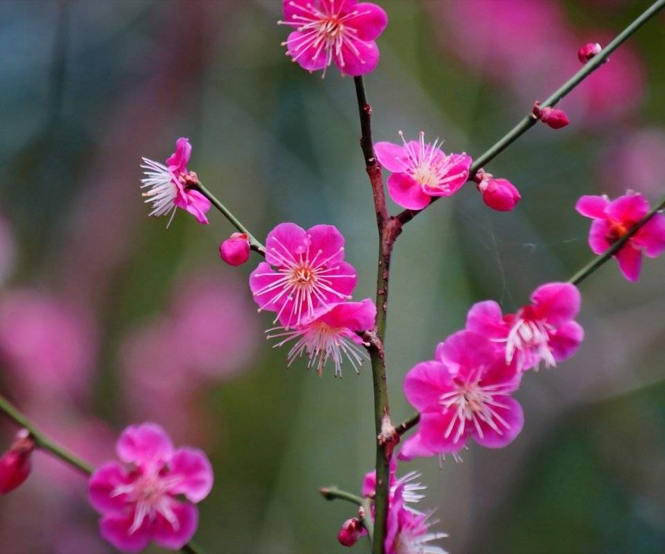 Красные цветы японии: описание, история, советы по посеву и уходу