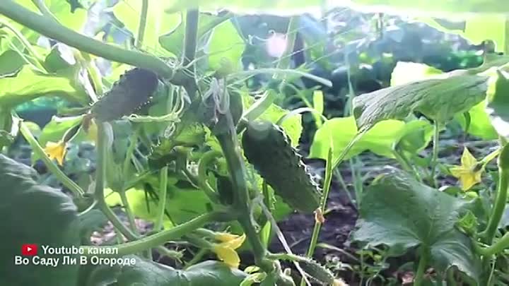 Как увеличить урожай огурцов: способы, эффективные методы, подкормки