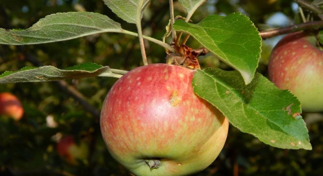 Яблоня елена: фото и описание сорта, отзывы садоводов