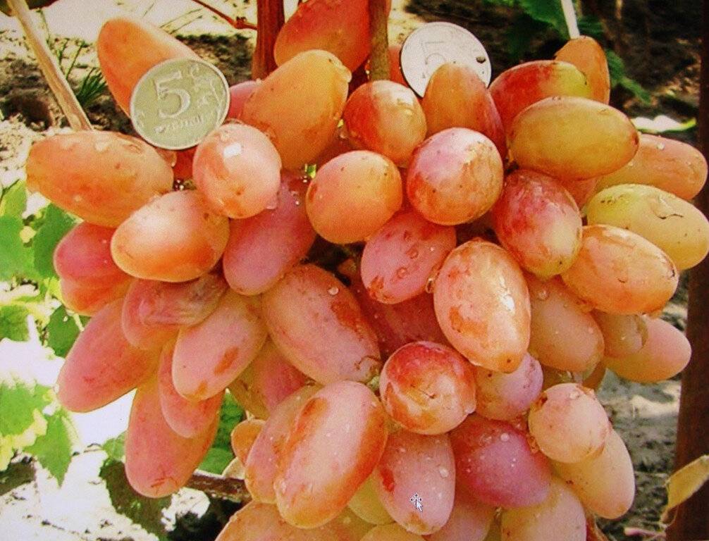 Виноград тасон: описание и особенности сорта, посадка и уход, советы садоводов