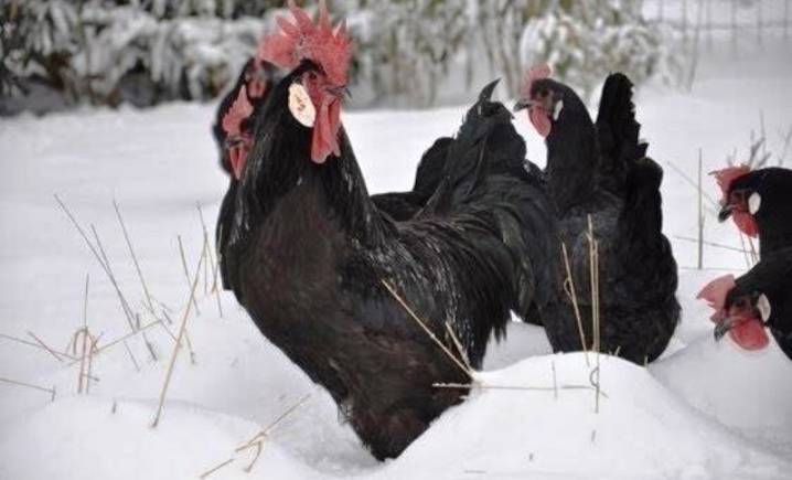 О породе кур Барбезье: описание и характеристика, как отличить пол цыпленка