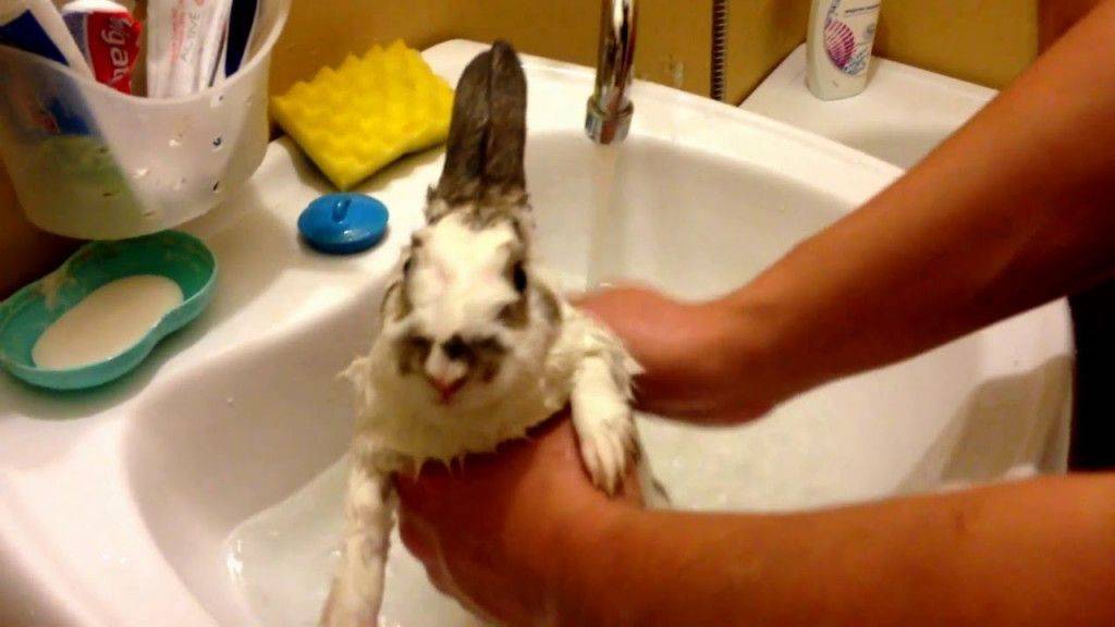 Можно ли купать кролика: проблемы и особенности процедуры. фото.